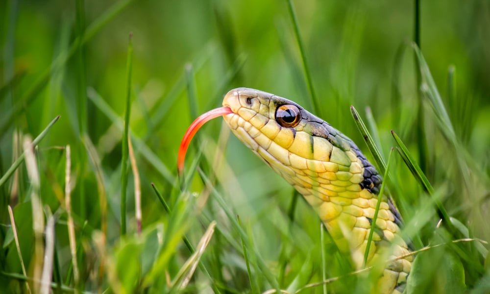 Medicare Late Enrollment Penalties can be surprising and costly -- just like a snake in the grass.